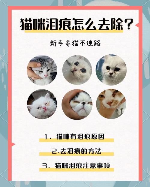 猫咪有泪痕该怎么清除?