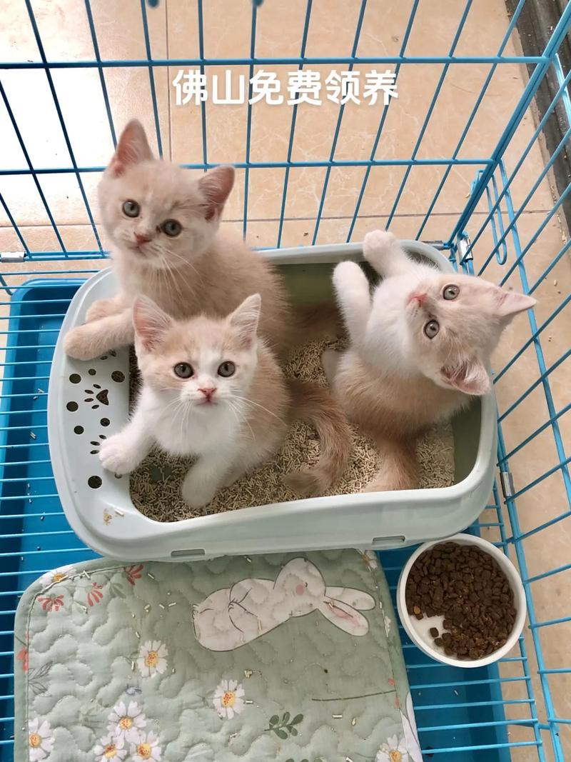 猫咪能不能吃人吃的饭菜?