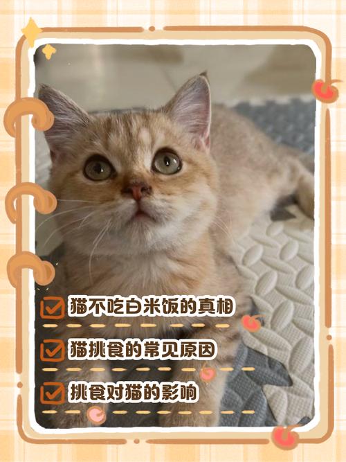 猫咪能喝白米粥吗