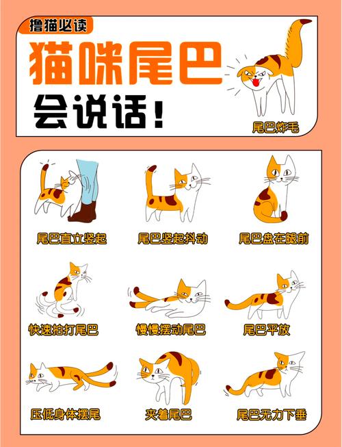 猫开心的时候会有什么表现