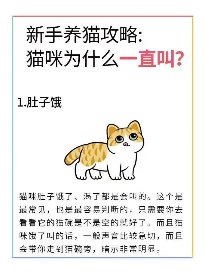 为什么猫咪每天早上定时对着主人喵喵叫?