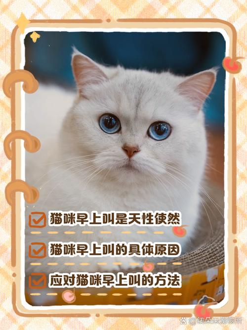 我家的猫为什么早上六七点钟会叫我起床?