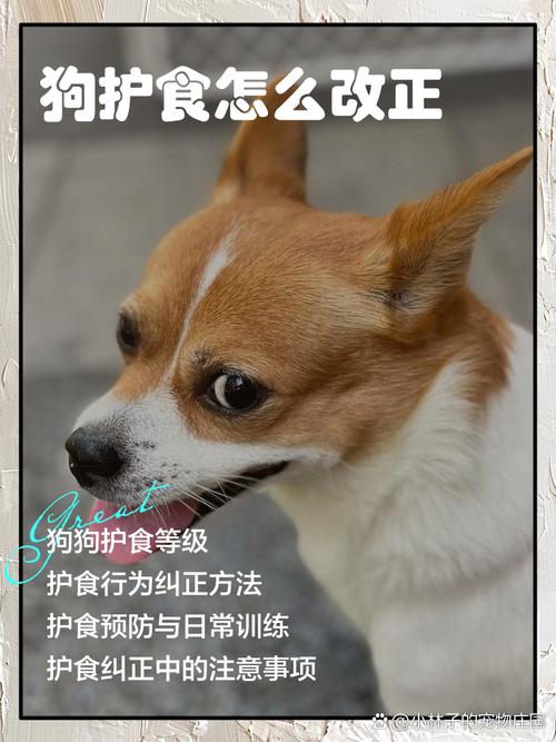 狗狗护食怎么办?