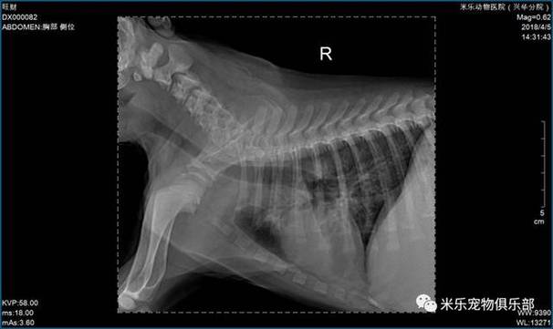 狗狗支气管肺炎多久能治愈