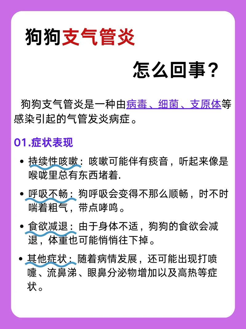 狗狗得了传染性支气管炎怎么办