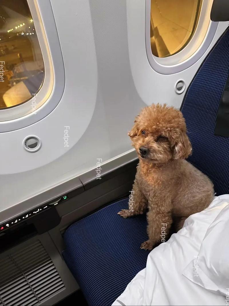 狗狗带去三亚市旅游(带狗去三亚坐飞机)