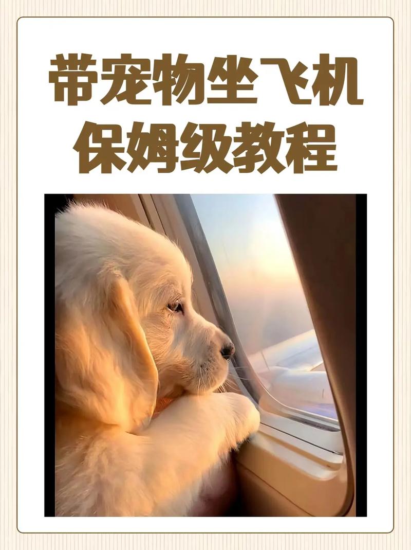 狗狗可以坐飞机吗