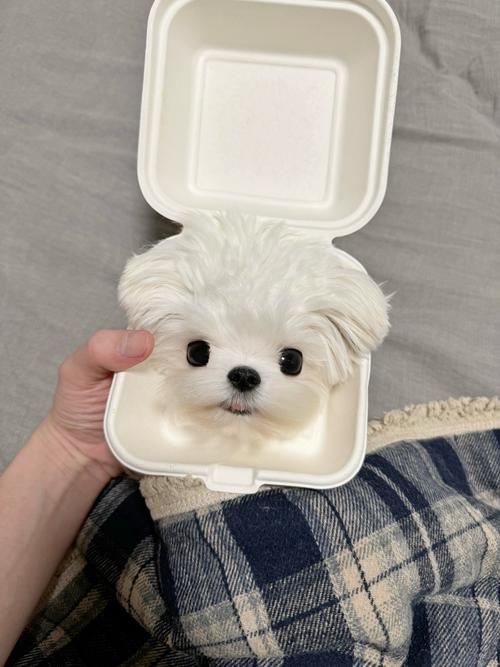 狗狗可以吃蛋糕吗