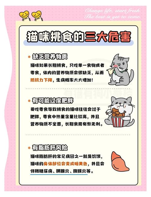 科学养猫全攻略|解决猫咪挑食小毛病