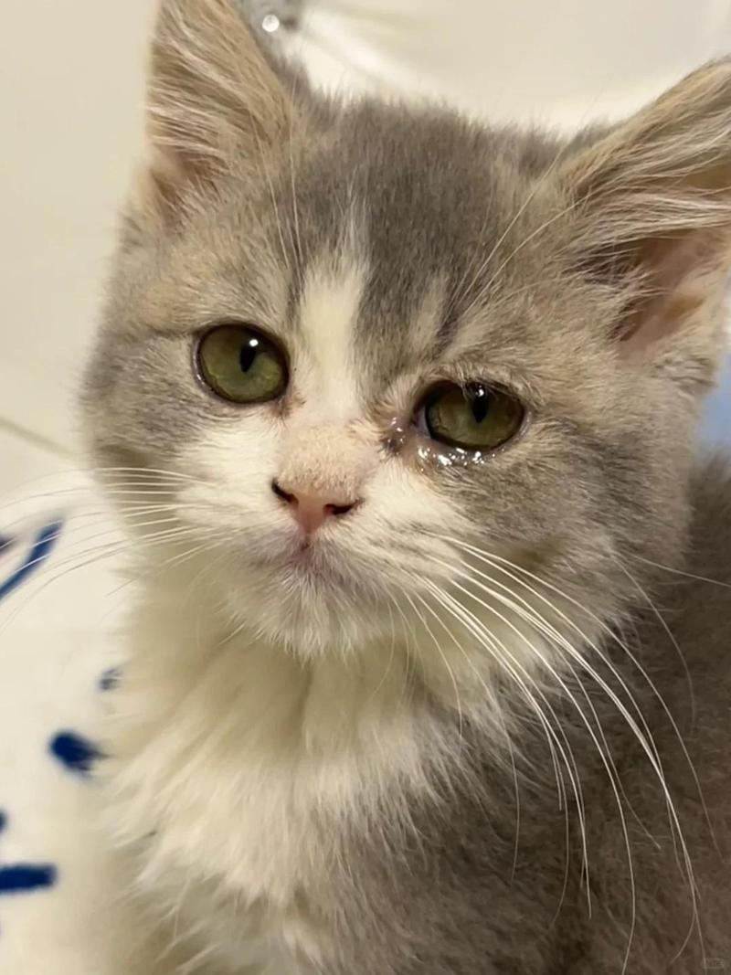 猫流鼻涕有血还流眼泪