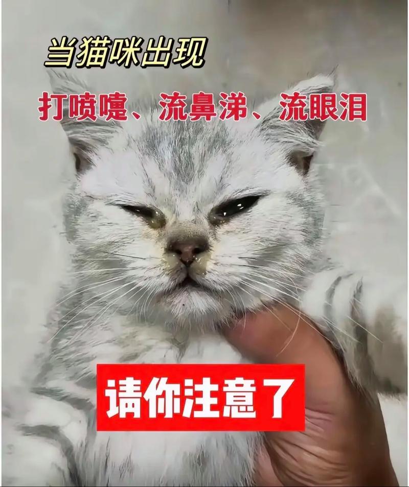猫咪流鼻涕、流眼泪是怎么回事?