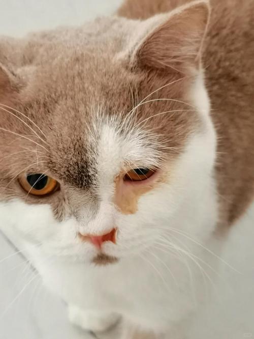猫流眼泪流鼻涕是怎么回事