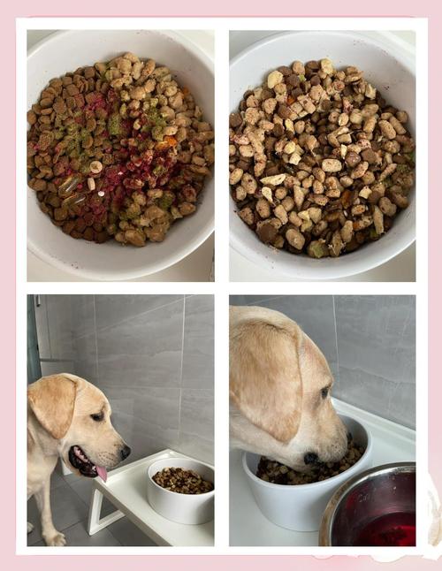 狗狗吃什么可以美毛?