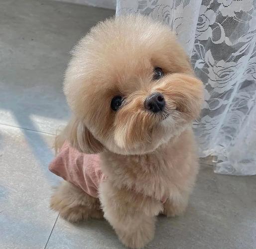 狗狗美毛吃什么