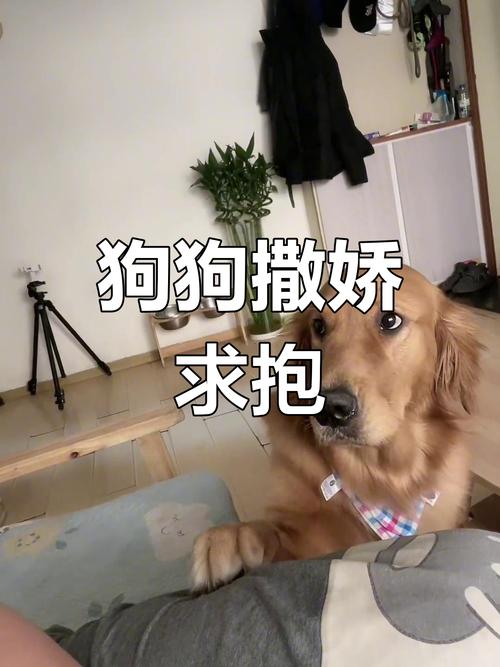 狗狗“认主”的7个表现?