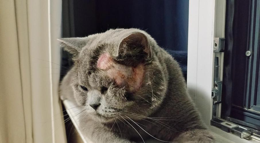 猫咪耳朵被别的野猫咬破了怎么办