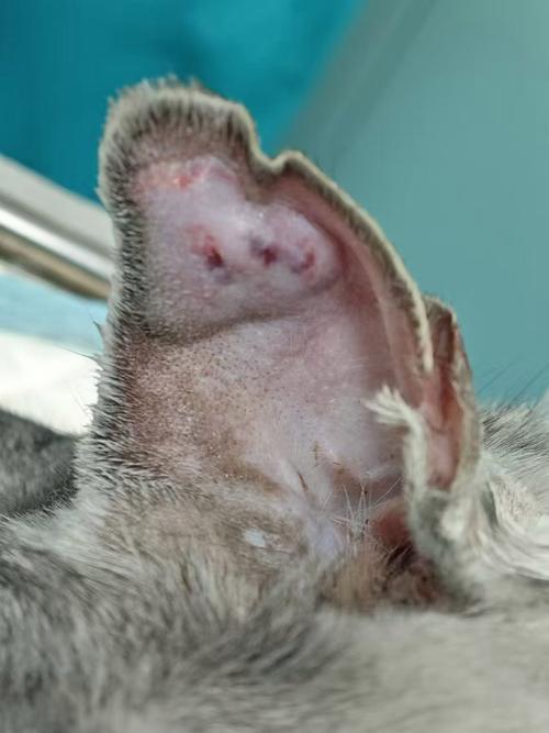 猫咪摔到头,站也站不稳,耳朵还出血,请问是颅内出血了吗?