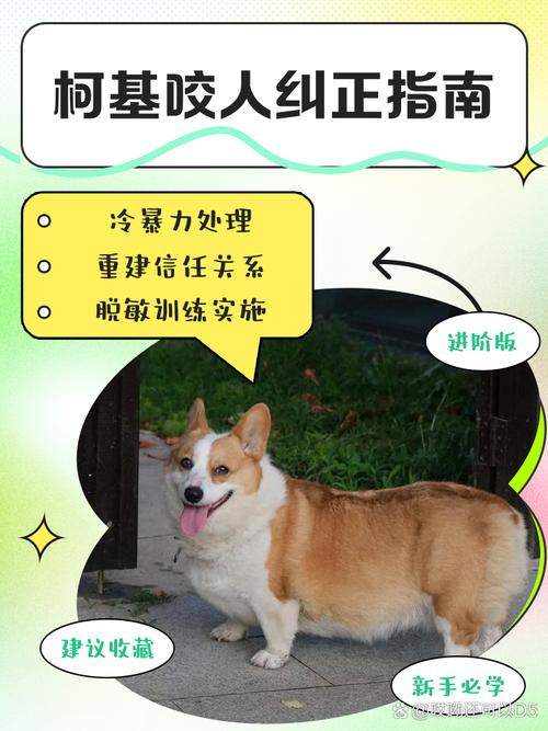 柯基叛逆期不服管教怎么办?