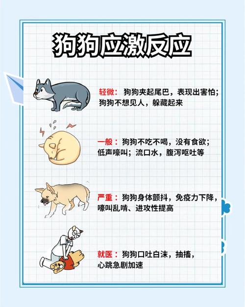 叛逆期狗狗生气