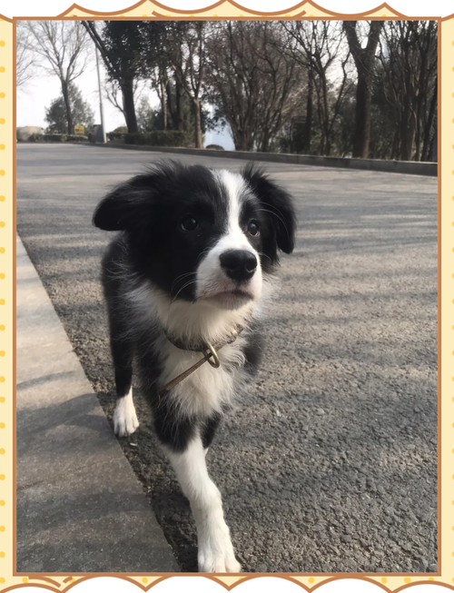 四个月边牧能喝加多宝吗?