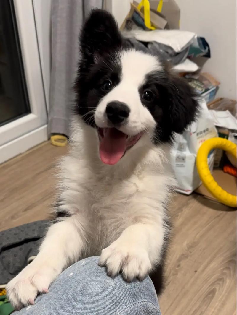 狗狗只吐不拉,七天不吃东西,只吐喝水就吐,白色黏液,瘦了很多,而且喜欢...