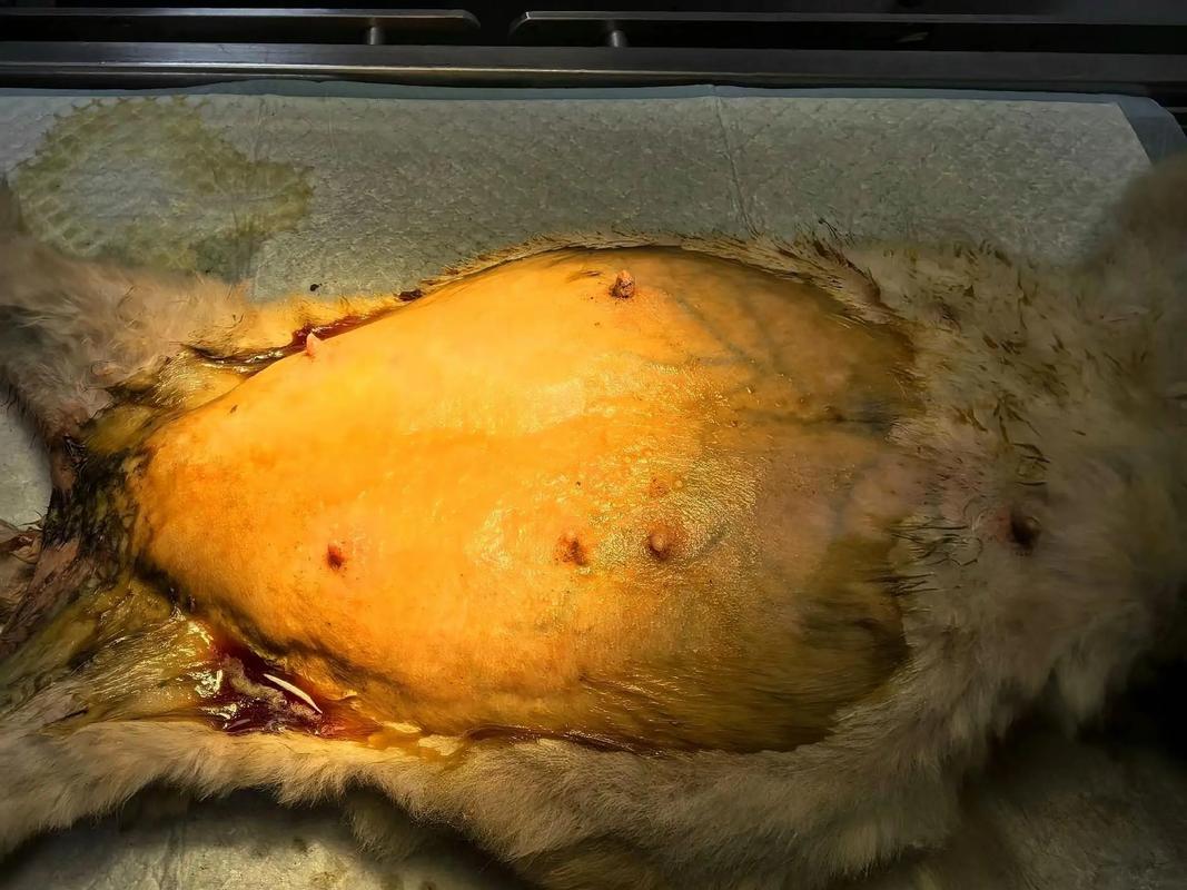 猫咪得猫传腹一般需要花多少钱啊?