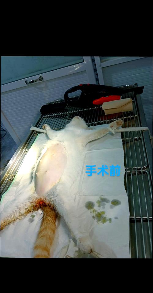 猫做剖腹产需要多少钱?