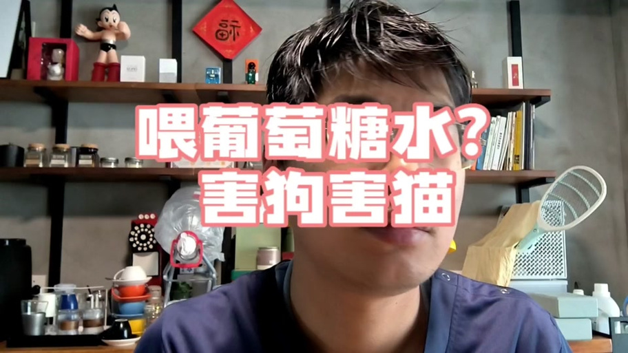 猫快饿死了喂葡萄糖行吗