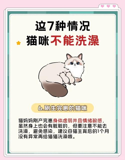 新手养猫洗澡,注意事项,让猫咪乖乖洗澡