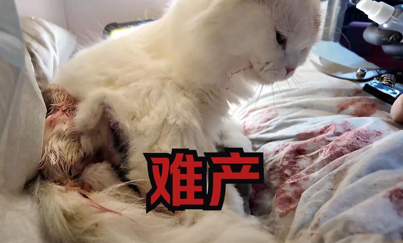 母猫生产前三天的征兆是?