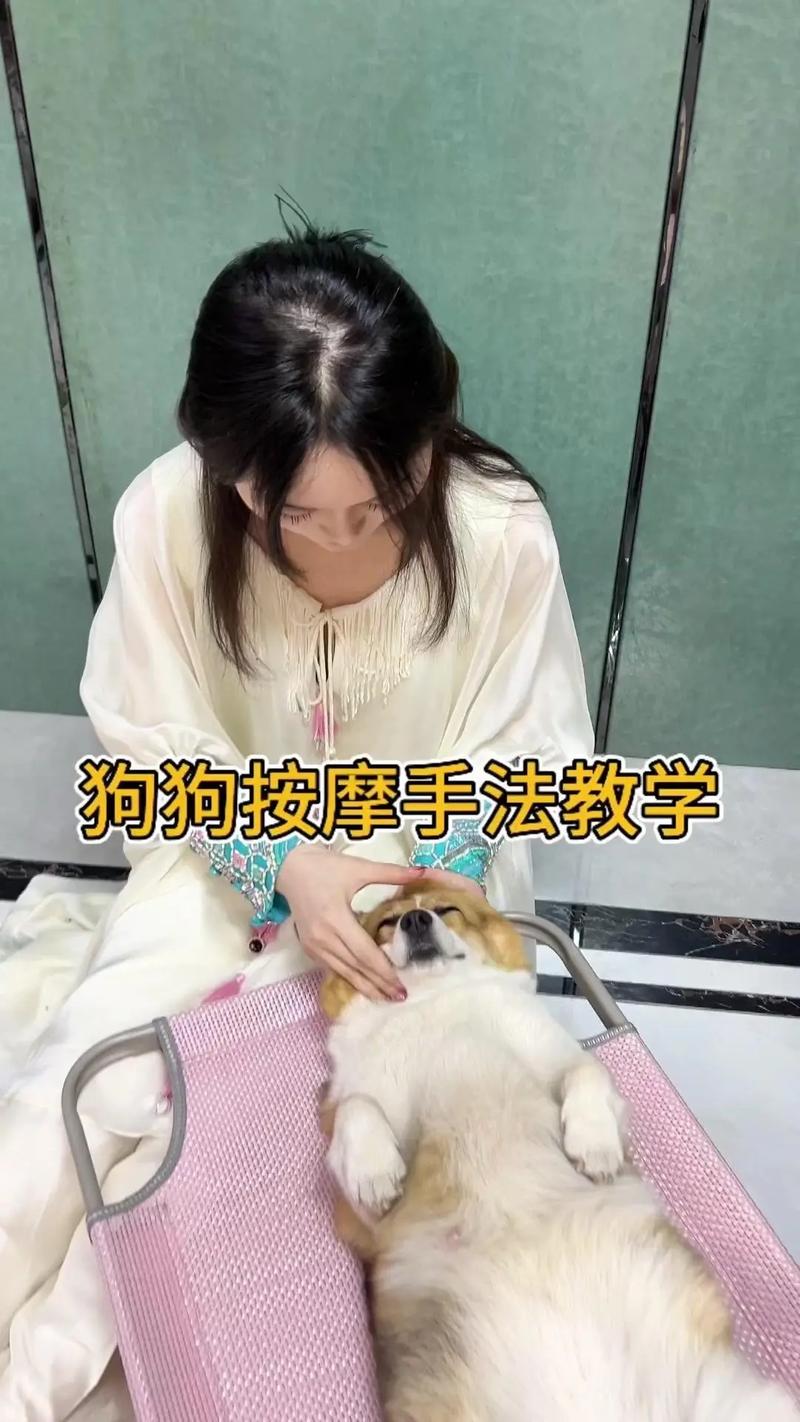 狗狗助产手法揉肚子