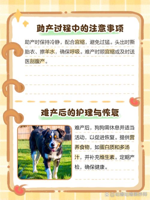 狗狗难产怎么办?狗狗难产的应急措施