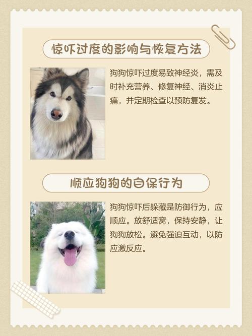 狗狗惊吓过度怎么恢复