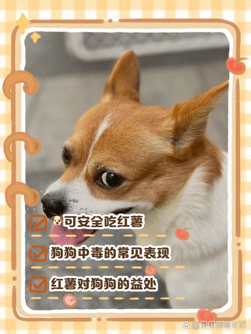 狗狗吃土豆的危害