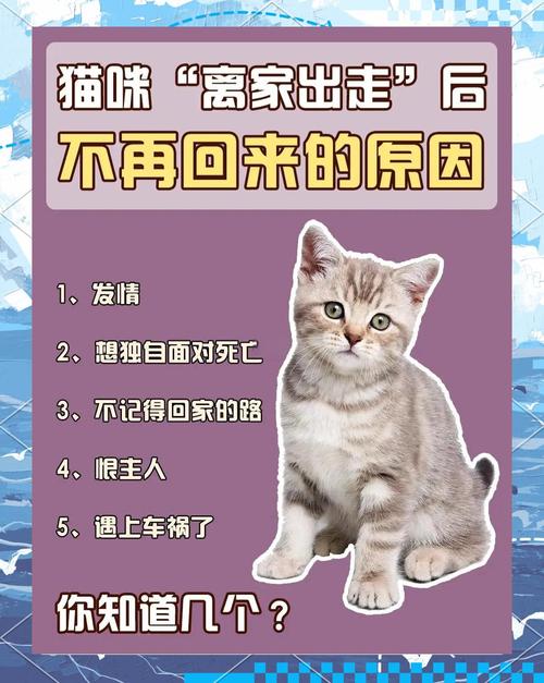 猫咪会认识回家的路吗?