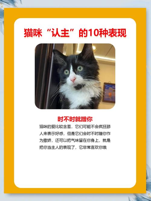 猫会认家认主人吗