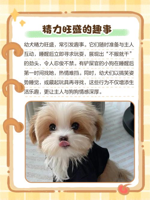 狗狗精力太旺盛怎么办