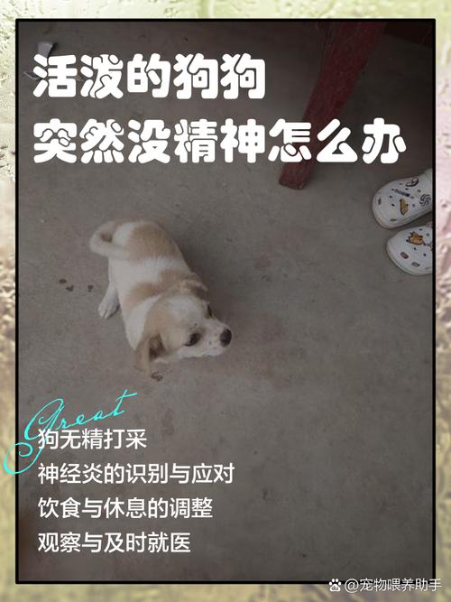 狗狗的精神力旺盛,该怎么办呢?