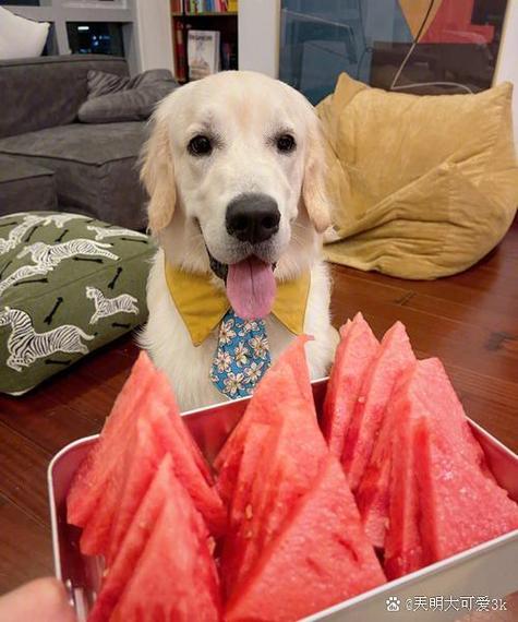 狗狗能吃燕窝吗