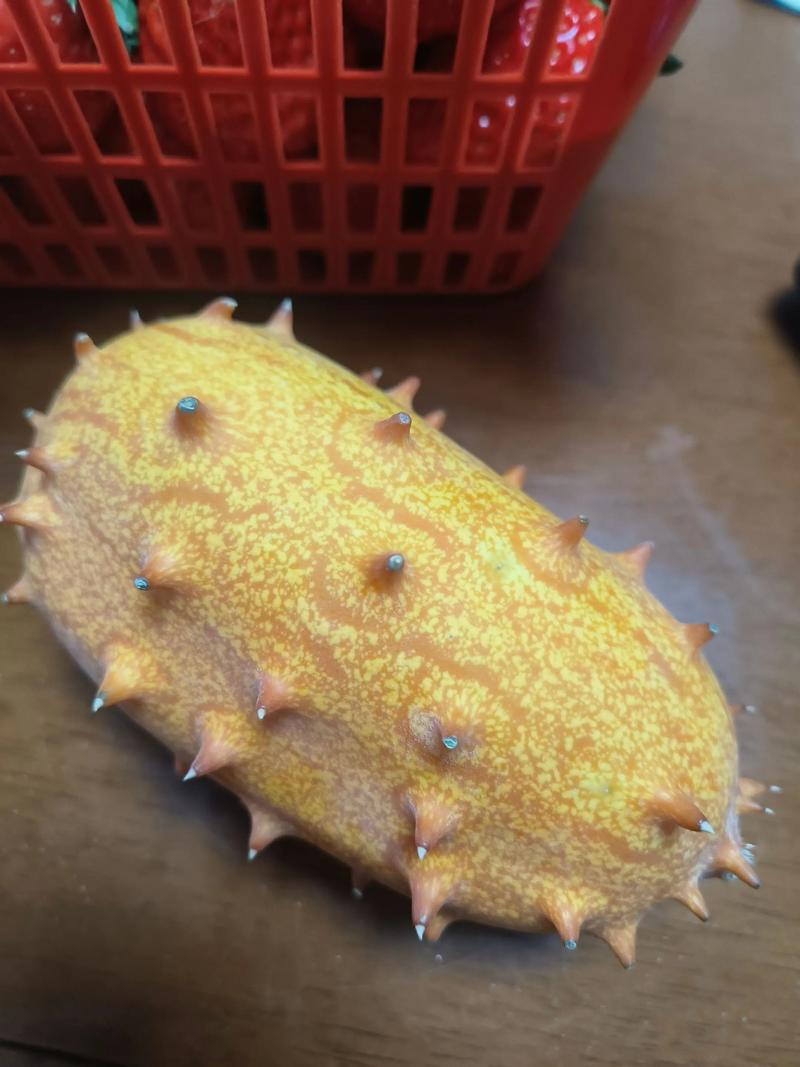 雾霾天狗狗的保健要点有哪些?