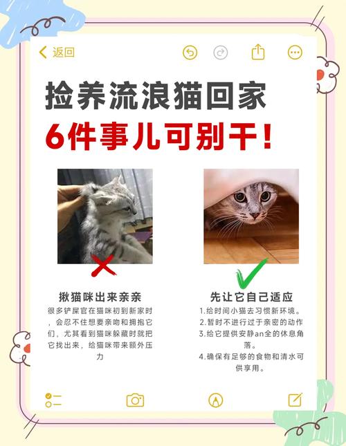 流浪猫捡回来必做的几件事