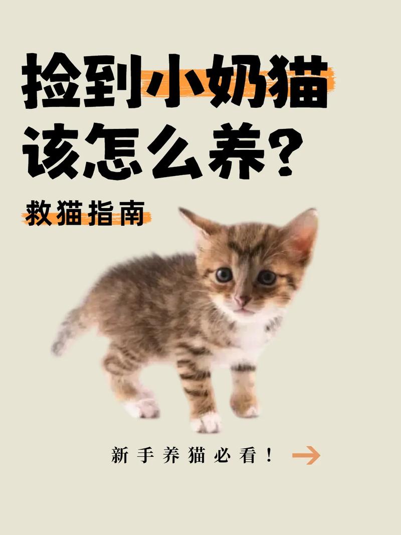 捡到的猫咪要怎么养?