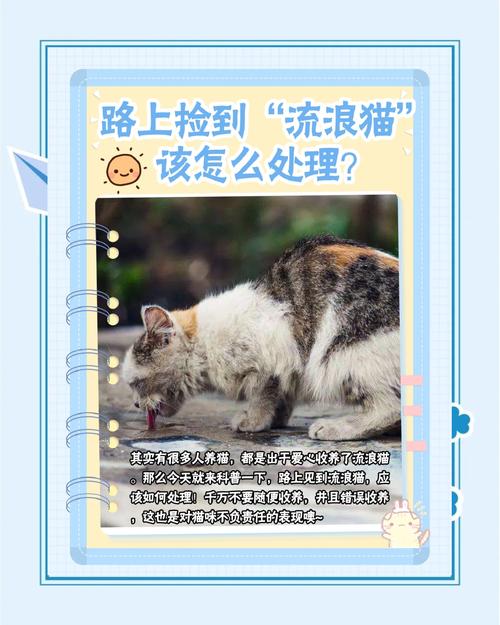 捡了一只小野猫,该怎么养啊,一个资深的养猫老司机说不建议我养,说野猫...