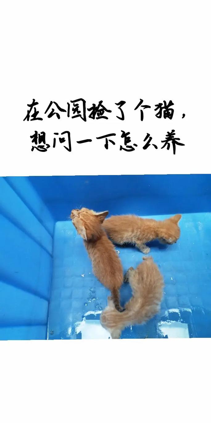 捡回来的猫咪怎么养