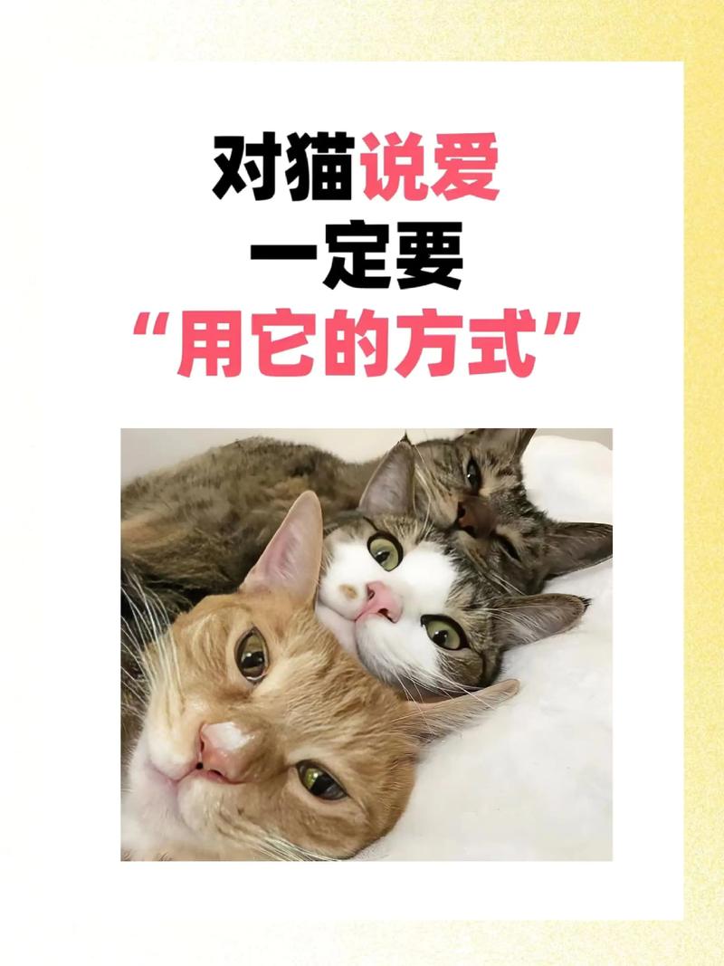 如何让幼猫迅速喜欢你