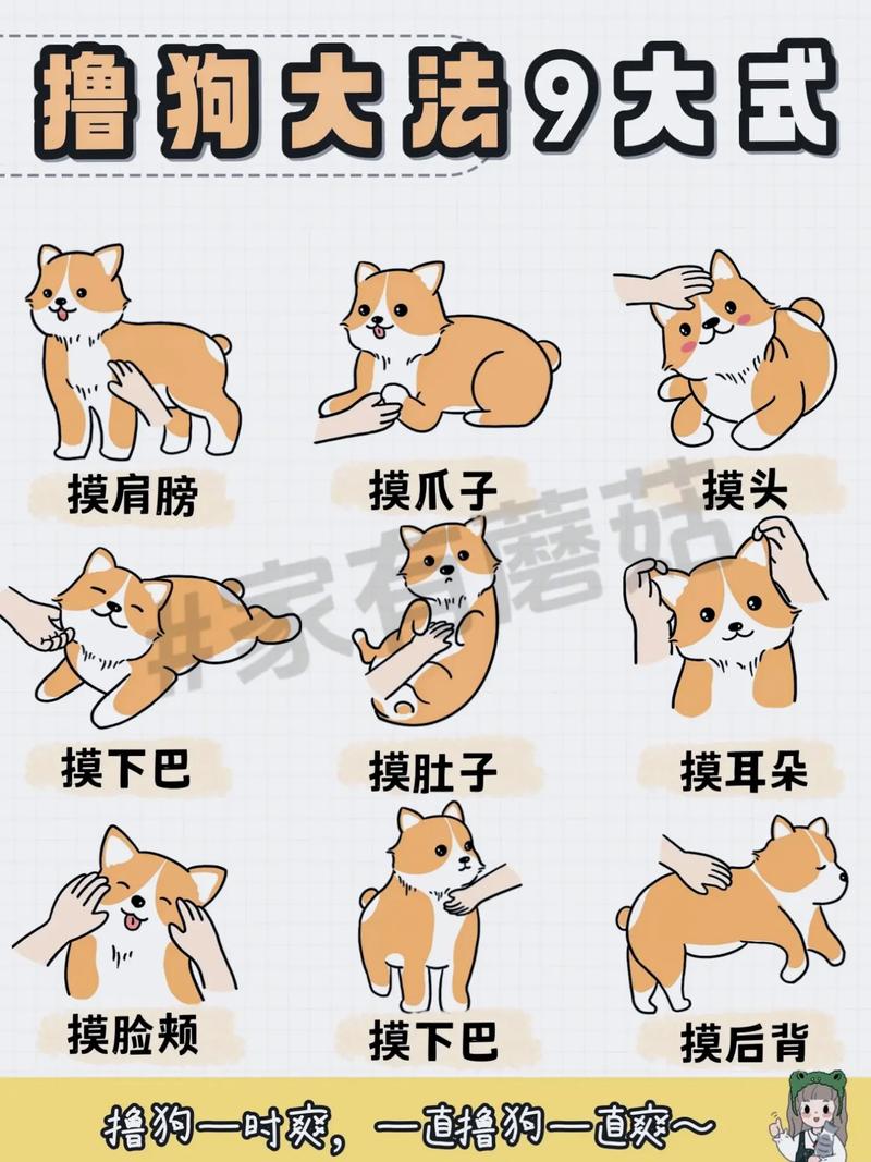 怎么让狗狗开心起来