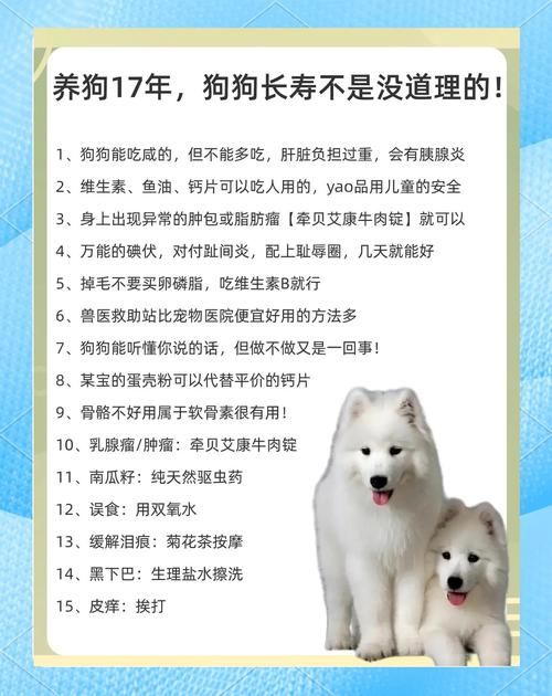 怎么让狗狗快乐?这14个方法帮助它更长寿!