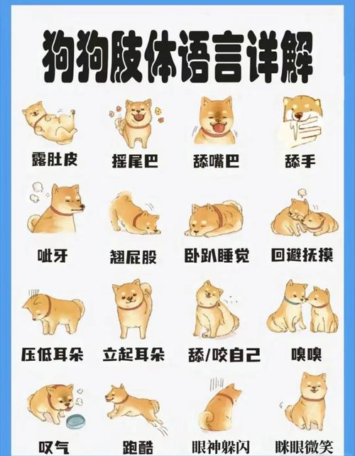 如何逗狗狗开心