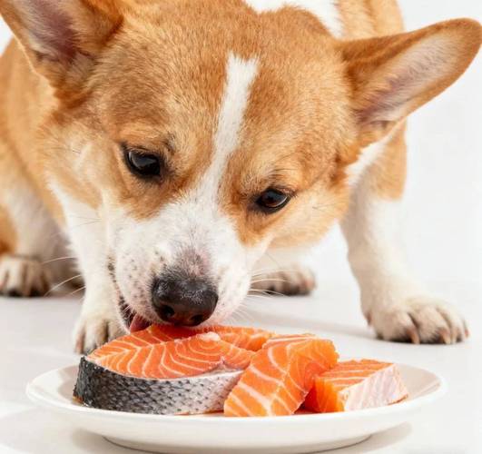 警惕!狗狗吃了“活不过24小时”的食物