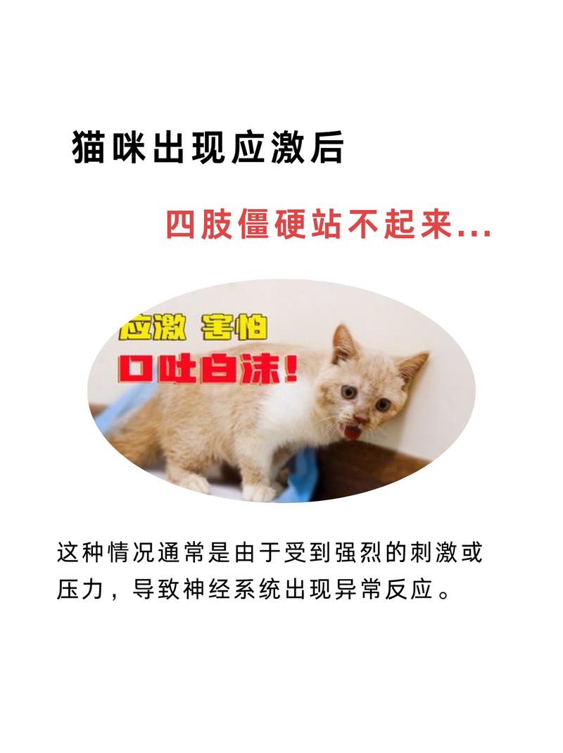 猫咪四肢无力站不起来不吃东西